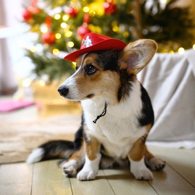 RURRI Шляпа с эмблемой для собак, 20х16х7,5 см, красный