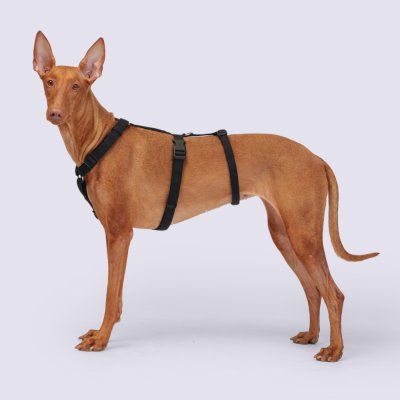 Rungo Шлейка для собак Vario Soft Fix, обхват живота 60-90 см, обхват груди 75-100 см, черный