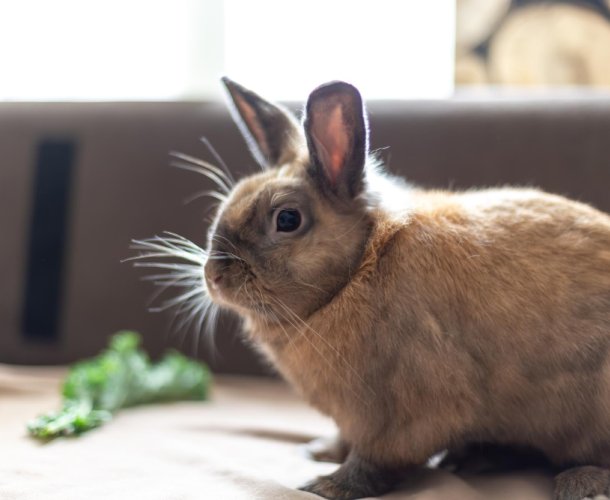 Для хорьков и грызунов