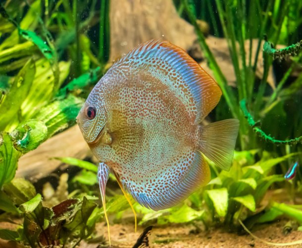 Аквариумистика